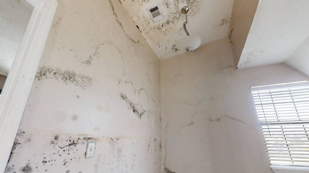 Professional Mold Removal in New Eagle, PA