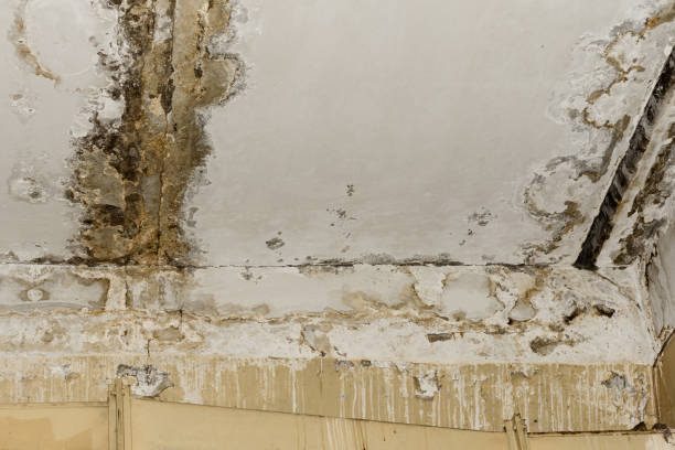 Best Environmental Consulting for Mold Prevention  in New Eagle, PA