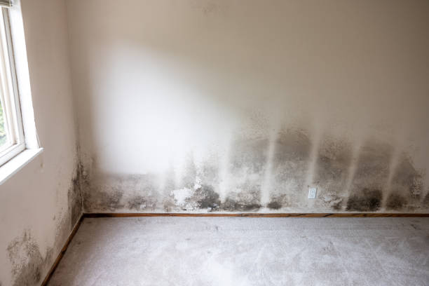 Best Black Mold Removal  in New Eagle, PA