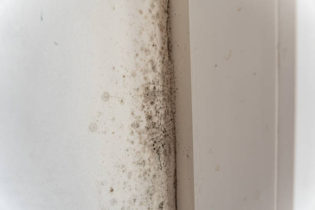 Best Post-Construction Mold Inspection  in New Eagle, PA